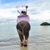 Krabi Beach Elephant Marriage